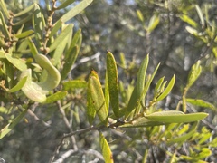 Acacia oswaldii