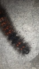 Hypercompe scribonia
