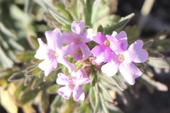 Glandularia wrightii