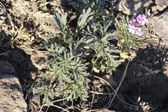 Glandularia wrightii