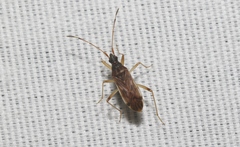 Ozophora occidentalis