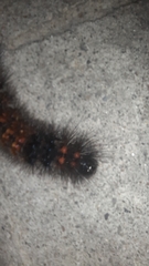Hypercompe scribonia