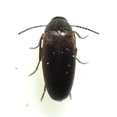 Nothotelus nigellus