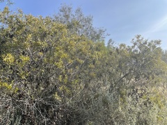 Acacia oswaldii