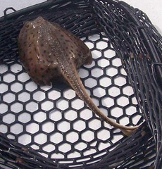 Leucoraja erinaceus