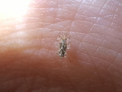 Corythucha marmorata