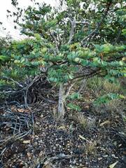 Phyllanthus montrouzieri