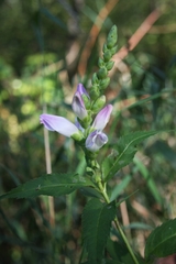 Chelone obliqua