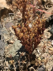 Lastarriaea chilensis