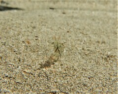 Decapoda