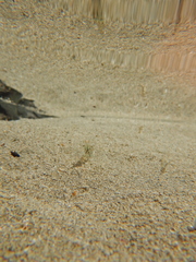 Decapoda