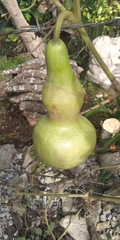 Cucurbitaceae