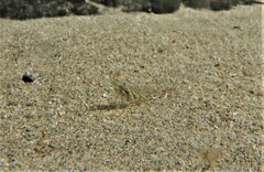 Decapoda