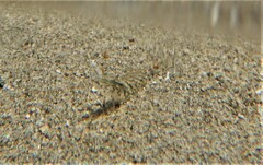 Decapoda