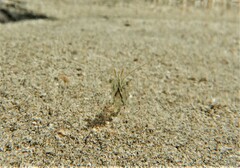 Decapoda