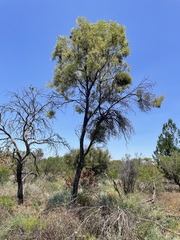 Acacia oswaldii