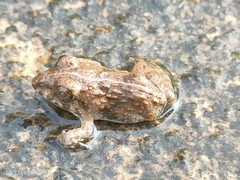 Occidozyga martensii