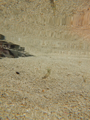 Decapoda