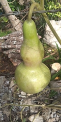 Cucurbitaceae