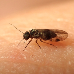 Elipsocidae