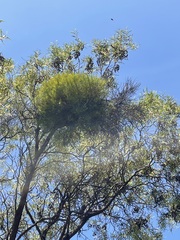 Acacia oswaldii