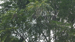Toona sinensis