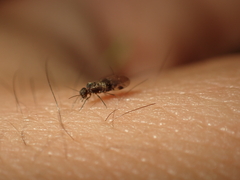 Elipsocidae