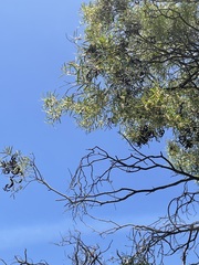 Acacia oswaldii