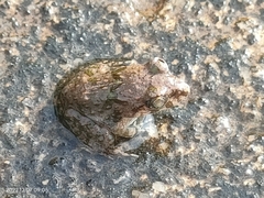 Limnonectes malesianus