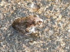 Limnonectes malesianus