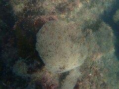 Amathia verticillata