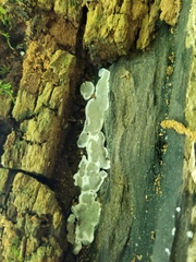 Kretzschmaria hedjaroudei