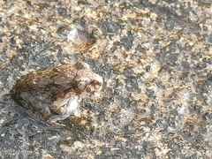 Limnonectes malesianus