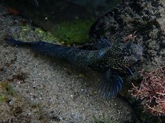 Hypsoblennius gentilis