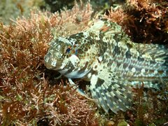Hypsoblennius gentilis