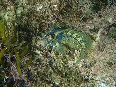 Hypsoblennius gentilis