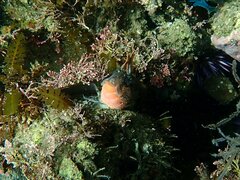 Hypsoblennius gentilis