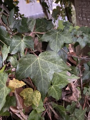 Hedera helix