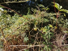 Distimake dissectus dissectus