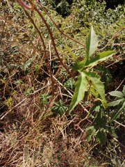 Distimake dissectus dissectus