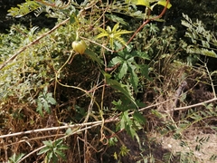 Distimake dissectus dissectus