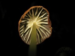 Marasmius berteroi