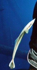 Remora