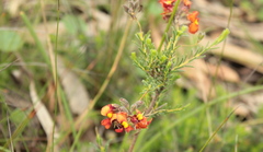 Dillwynia hispida