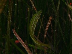 Heterostichus rostratus