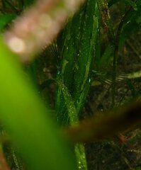 Heterostichus rostratus