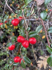 Cotoneaster
