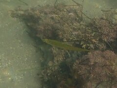 Heterostichus rostratus