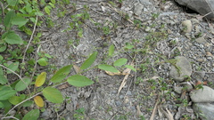 Pleurolobus gangeticus