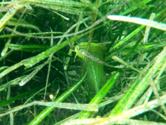 Heterostichus rostratus